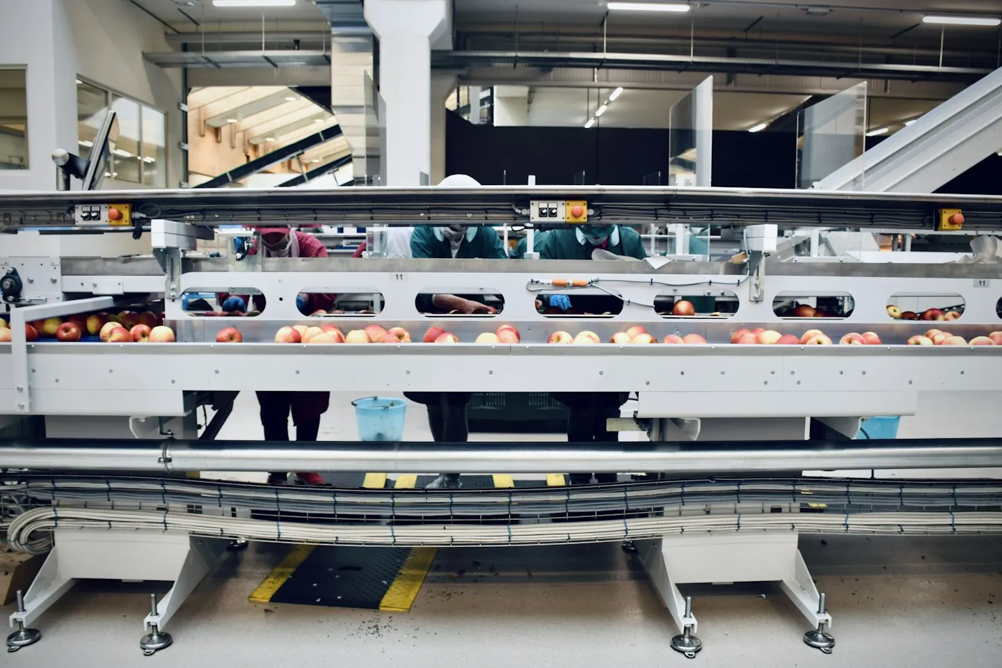 Apples moving through automated equipment on an industrial processing line